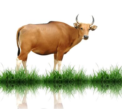 female banteng with green grass isolated