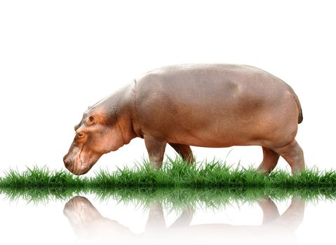 hippopotamus  with green grass isolated