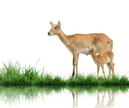 red lechwe with green grass isolated