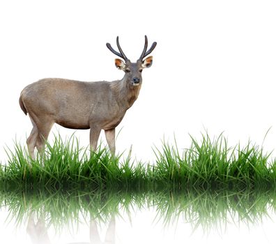 sambar with green grass isolated