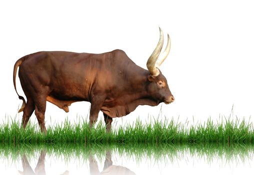 watusi with green grass isolated