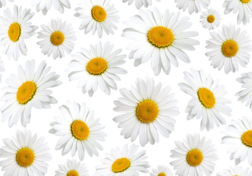 chamomile flowers texture, on a white background