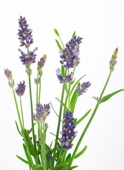 bunch of lavender on a white background