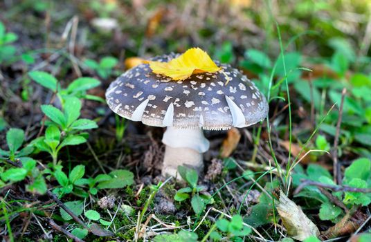 toadstool (Amanita pantherina) at the forest. The mushroom is strongly toxic