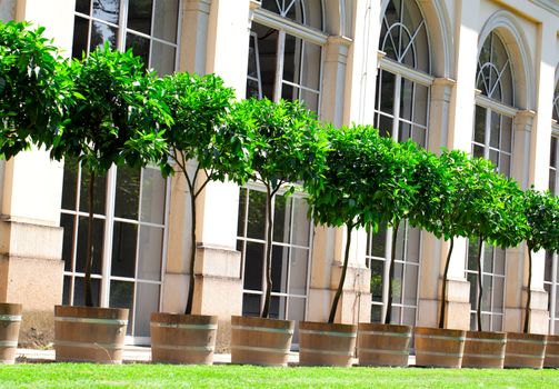 Orange trees (Citrus sinensis) in the botanical garden.