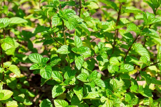 Mentha plant in tghe garden.