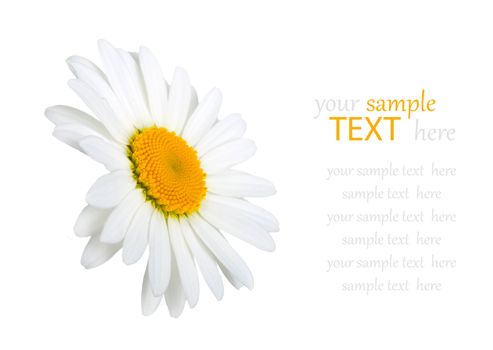 chamomile flower isolated