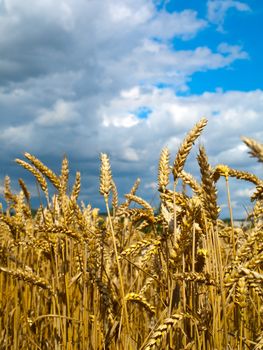 wheat field