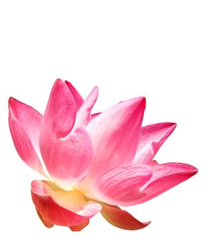 pink lotus in white background                      
