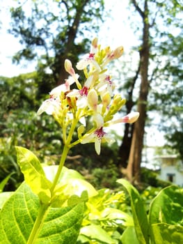 Fresh Flower in the garden                                 