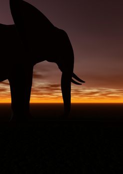 elephant black and sunrise