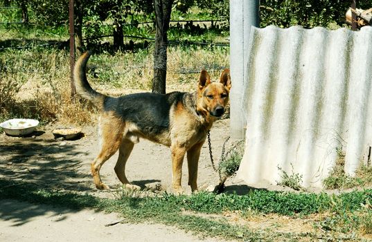 german sheepdog