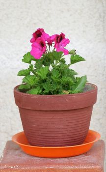 Outdoor flower pots for small garden