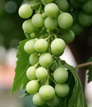 green grape