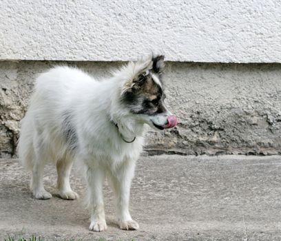 white homeless dog
