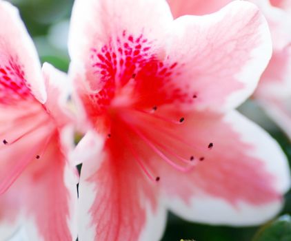 beautiful blooming pink Azalea flower closeup macro