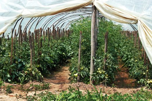growing green tomato plants in rows under cellophane, hothouse