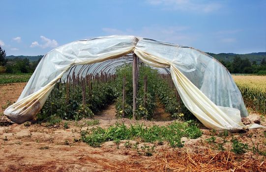 growing green tomato plants under cellophane, hothouse
