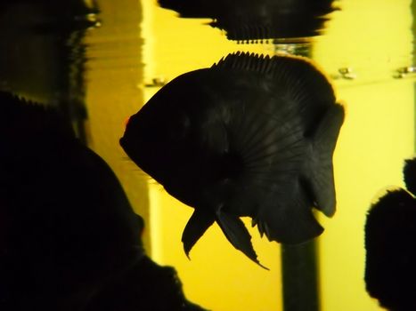 one black oscar fish over yellow background in aquarium