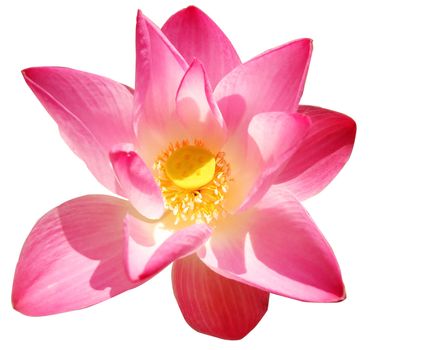 Pink Lotus Isolation