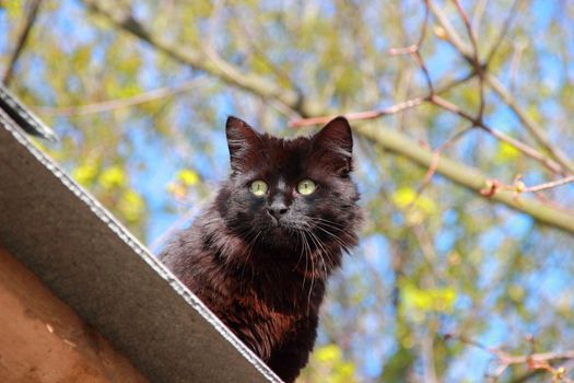 Black fluffy cat . Blue and green background