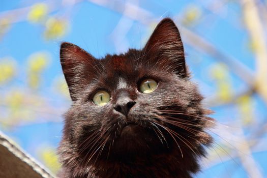 Black fluffy cat . Blue and green background