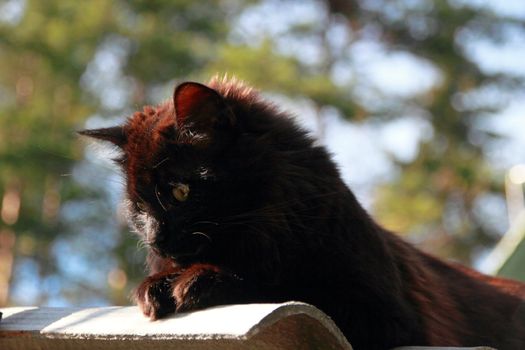 Black fluffy cat . Blue and green background