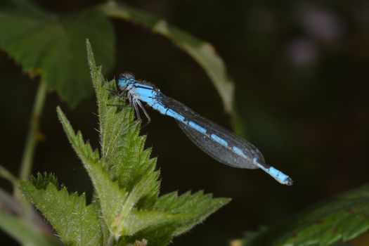 Blue dragonfly on stinging nettles