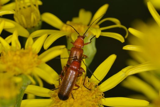 Red soldier beetles mating on Ragwort