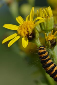 Close up of cinnabar caterpillar on ragwort