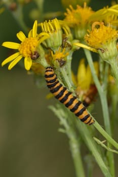 Cinnabar caterpillar on ragwort