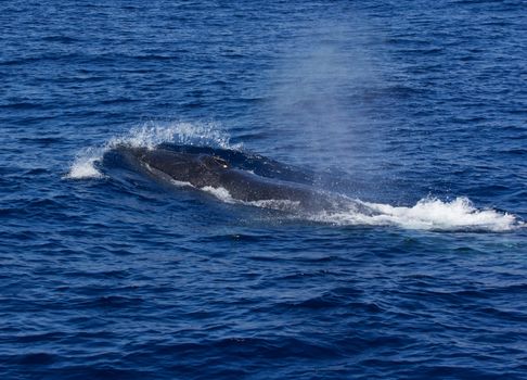 A surfacing Fin Whale ( Balaenoptera physalus) the second largest Animal on the planet after the Blue whale