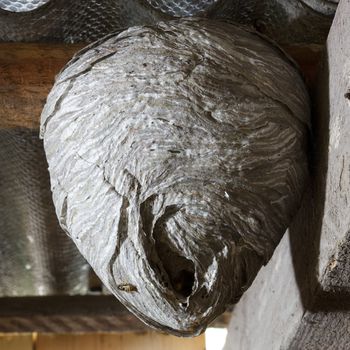 Wasps nest hanging from the roof
