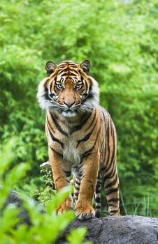 Asian- or bengal tiger standing with bamboo bushes in background