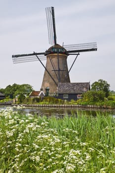 Windmill in Kinderdijk, the Netherlands in spring with blooming Cow parsley