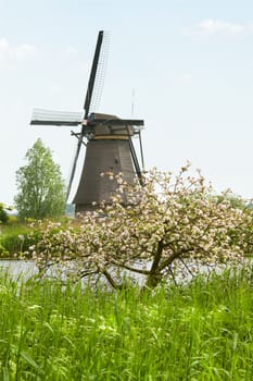 Windmill at Kinderdijk, the Netherlands in spring with blossoming appletree