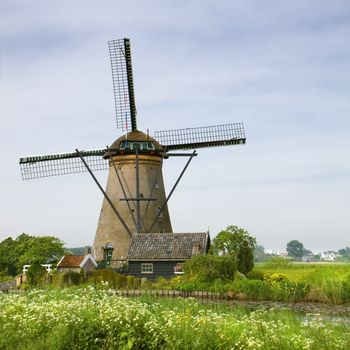 Windmill with blooming Cow parsley in spring nearby Kinderdijk, the Netherlands