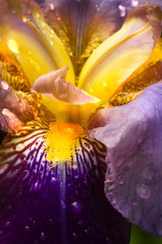 Purple German Iris or Iris germanica macro with raindrops 