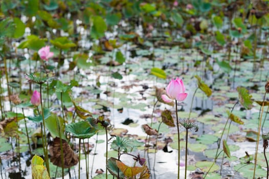 Pink lotus Blooming in swamp of nature