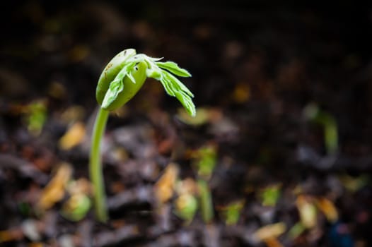 Plant seed growing from soil on ground