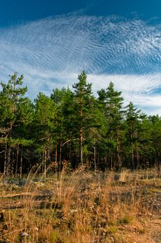 Forest outskirts at morning time with beautiful cloudscape