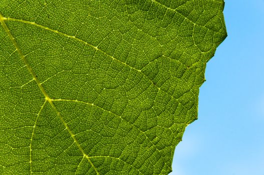 Grape leaf textured part at back view and outdoors