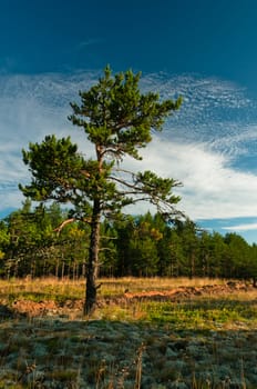Lonely tree at forest outskirts with beautiful cloudscape