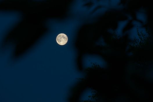 Moon view through branches at dark night with clear sky