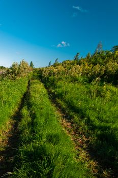 Rural grass way tracks at day time with clear sky