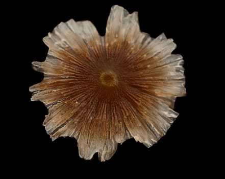 Small Brown Translucent transparent Mushroom Mycena isolated on black