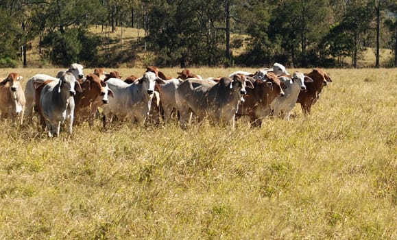 Australian Primary Industry Agriculture Beef Cattle herd of red and grey brahman cows