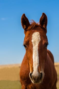 A horse up against a green/brown background with a nice vibrant summer sky.
