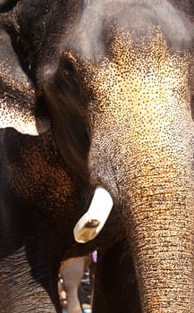 Close-up picture of elephant ivory.