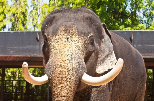 Elephants, Asian elephants in zoos in Thailand
